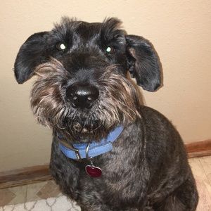 Meet your Posher, Elissa jo